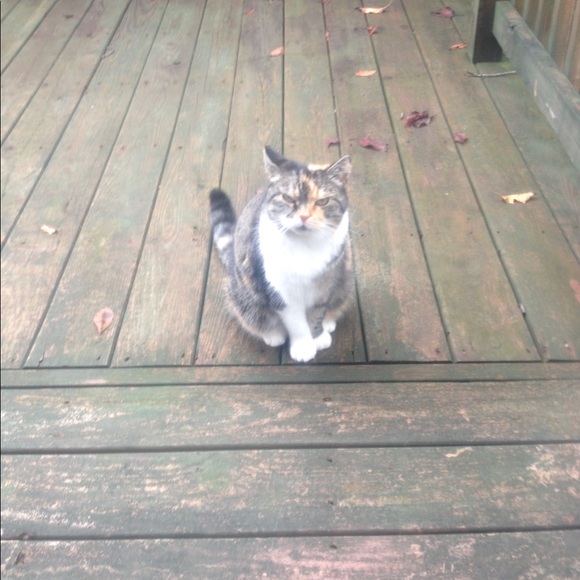 Big Mama Kitty!! 🐾🐾🐱😻🐾🐾Rescue Kitty !! - Picture 9 of 12